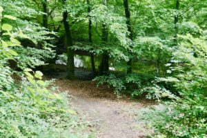 Weg durch den Wald